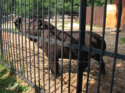 Равнинный тапир (Tapirus terrestris) в Московском зоопарке. Стоковое фото, фотограф Беляева Наталья / Фотобанк Лори