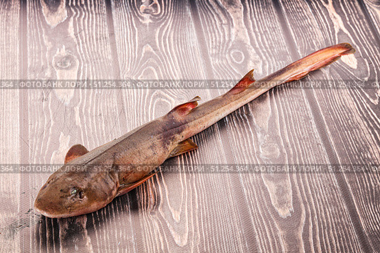 Raw indian catshark for cooking. Стоковое фото, фотограф Андрей Старостин / Фотобанк Лори