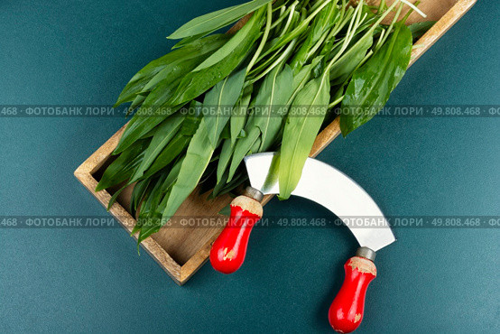 Raw organic green ramps, green shoots of wild onions, plants. Bear leek , wild garlic. Overhead view.. Ramps, green wild leeks. Стоковое фото, агентство Ingram Publishing / Фотобанк Лори
