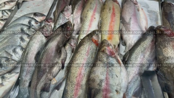 Raw whole rainbow trout with a head, chilled on shallow ice at the seafood market. An open shelf at the fish market. Close-up. Стоковое видео, видеограф worker / Фотобанк Лори