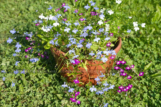 Разноцветная лобелия (лат. Lobelia) в кашпо на траве. Стоковое фото, фотограф Елена Коромыслова / Фотобанк Лори