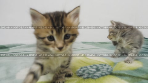 Разноцветные котята играют. A colorful kittens are playing. Стоковое видео, видеограф Евгений Романов / Фотобанк Лори