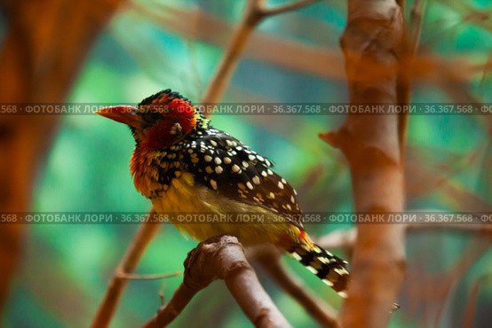 Red and Yellow Barbet sitting on branch in park. Стоковое фото, фотограф Яков Филимонов / Фотобанк Лори