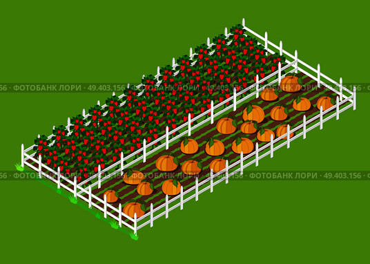 Red bell papper and big ripe pumpkins beds that grow at farm, boarded with white fance and surrounded with grass vector illustration.. Red Bell Pepper and Pumpkins Beds Planted at Farm. Стоковая иллюстрация, агентство Ingram Publishing / Фотобанк Лори
