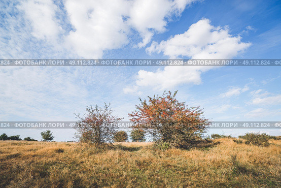 Red berries on bushes in a prairie landscape. Стоковое фото, агентство Ingram Publishing / Фотобанк Лори