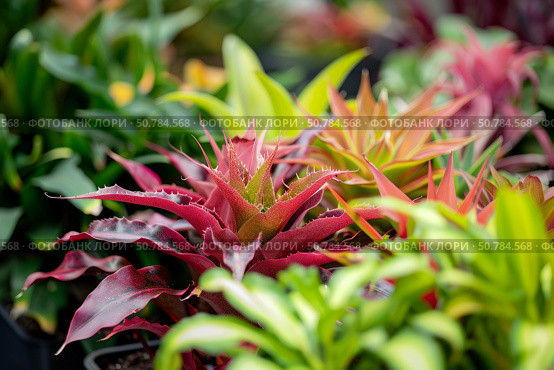 Red bromeliad growing among green plants in garden center. Стоковое AI-изображение, AI-художник Иван Рябоконь / Фотобанк Лори