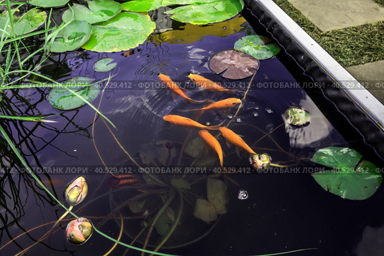 Red carps in a pond among water lilies and other aquatic plants. Стоковое фото, фотограф Iva Noel / Фотобанк Лори