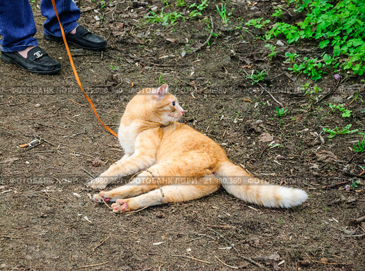 Red cat on a leash. Стоковое фото, фотограф Алёшина Оксана / Фотобанк Лори