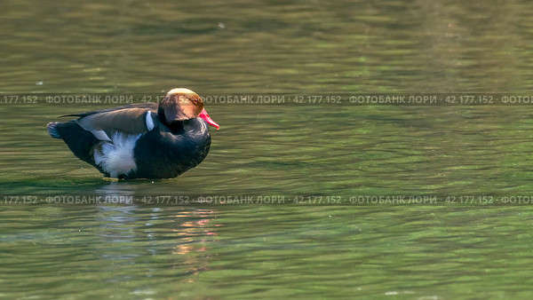 red-crested pochard, netta rufina, specimen of male resting in wetland, ecology concept. Стоковое фото, фотограф carlos l vives / Фотобанк Лори