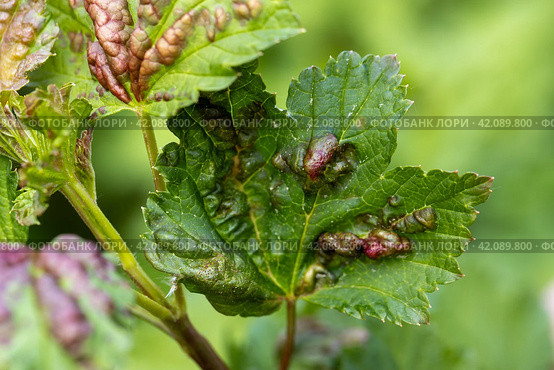 Red currant leaves attacked by the fungus Anthracnose. Gallic aphids on the leaves. Стоковое фото, фотограф Ольга Сейфутдинова / Фотобанк Лори