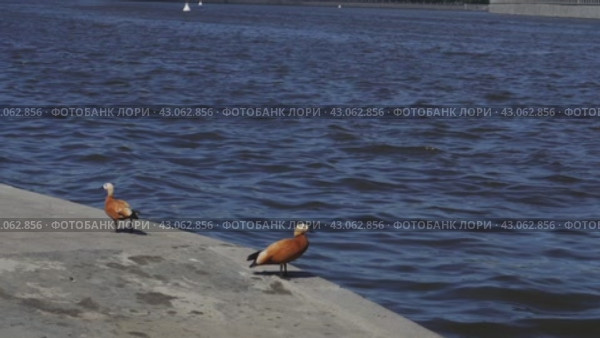 Red ducks on the Moscow River in front of a passing ship (2024 год). Редакционное видео, видеограф Ярославский Максим / Фотобанк Лори