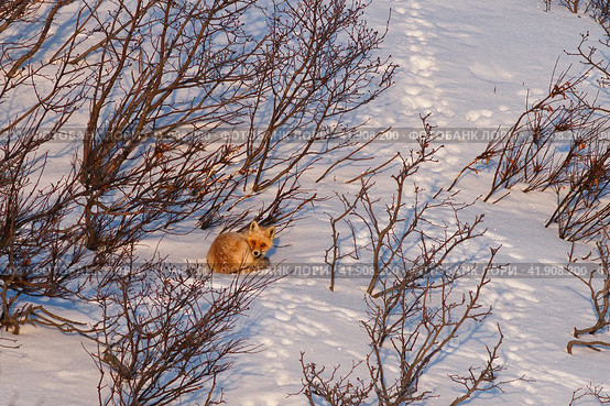 Red fox (Vulpes vulpes). The fox lies on the snow near the bushes. Wild animal in its natural habitat in the Arctic. Wildlife of Chukotka and Siberia. Far North of Russia. Стоковое фото, фотограф Андрей Степанов / Фотобанк Лори