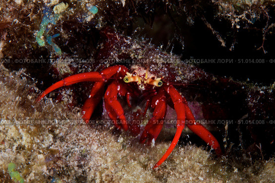 Red Hermit Crab scavanges for food at night. Стоковое фото, фотограф Terry Moore/Stocktrek Images / ТАСС / Фотобанк Лори