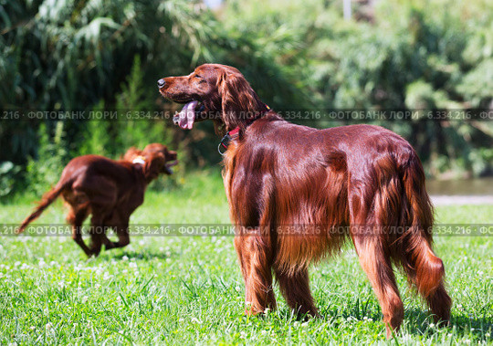 Red Irish Setters at park. Стоковое фото, фотограф Яков Филимонов / Фотобанк Лори