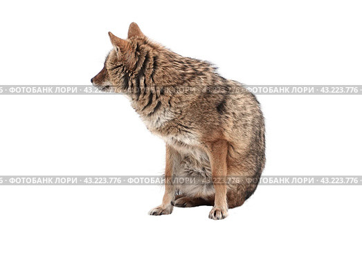 Red jackal stands isolated on a white background. Стоковое фото, фотограф Фотограф / Фотобанк Лори