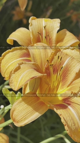 Red lilies sway in the strong wind. Стоковое AI-видео, аниматор Ярославский Максим / Фотобанк Лори