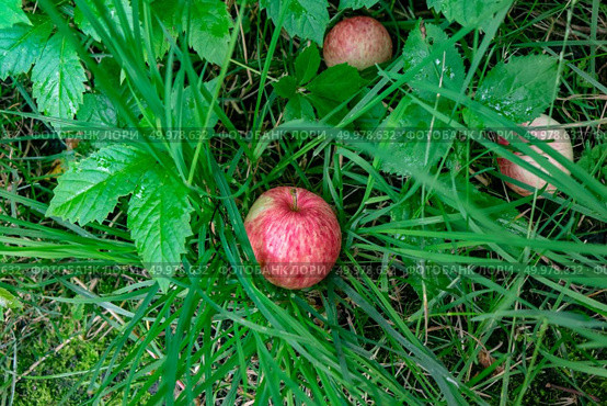 Red organic ripe apples fallen in green grass in the farm garden. The concept of harvesting. Top view. Ripe apples fell in the grass in the village garden. Harvest time. Top view. Стоковое фото, агентство Ingram Publishing / Фотобанк Лори