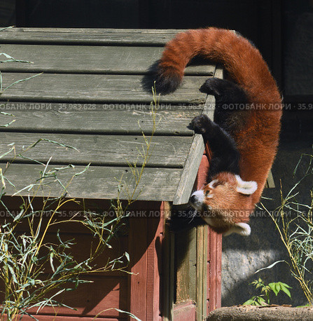 Red panda (Ailurus fulgens) crawls on his house in Moscow zoo (2021 год). Редакционное фото, фотограф Валерия Попова / Фотобанк Лори