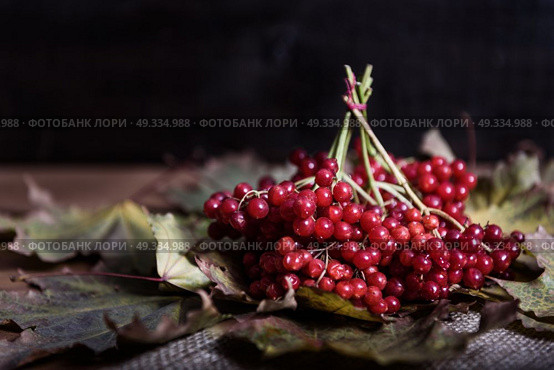 red viburnum berries on a branch on the table with leaves. Стоковое фото, агентство Ingram Publishing / Фотобанк Лори
