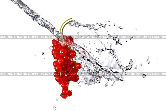 redcurrant and water drops isolated on white. Стоковое фото, агентство Ingram Publishing / Фотобанк Лори