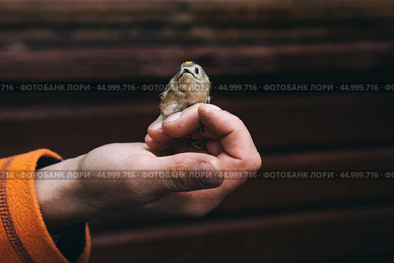 Regulus regulus in hand in Fringilla field ornithological station. in the Curonian Spit National Park. Russia. Стоковое фото, фотограф Elena Odareeva / Фотобанк Лори