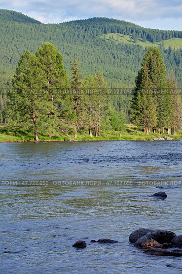 Река Башкаус на Алтае. Altai river Bashkaus. Large larch trees are on the bank of the river. Стоковое фото, фотограф Сергей Пристяжнюк (Serg Zastavkin) / Фотобанк Лори