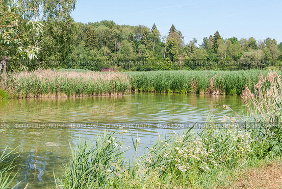 Река заросшая тростником обыкновенным (Phragmites australis) вперемешку с прошлогодним (2019 год). Стоковое фото, фотограф Алёшина Оксана / Фотобанк Лори