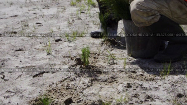 Рекультивация участка добычи нефти. Посадка саженцев сосны. Reclamation of an oil production site. Planting pine seedlings. Стоковое видео, видеограф Евгений Романов / Фотобанк Лори