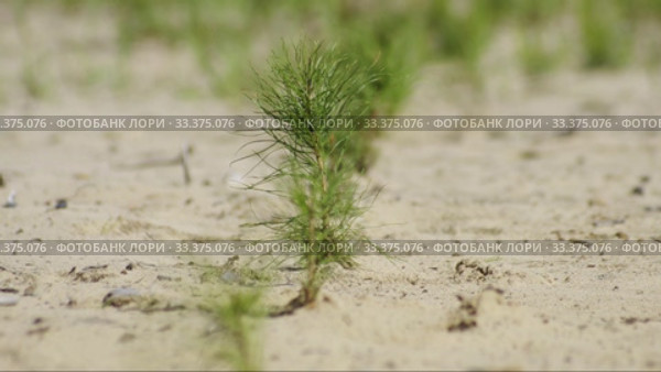 Рекультивация участка добычи нефти. Посадка саженцев сосны. Reclamation of an oil production site. Planting pine seedlings. Стоковое видео, видеограф Евгений Романов / Фотобанк Лори