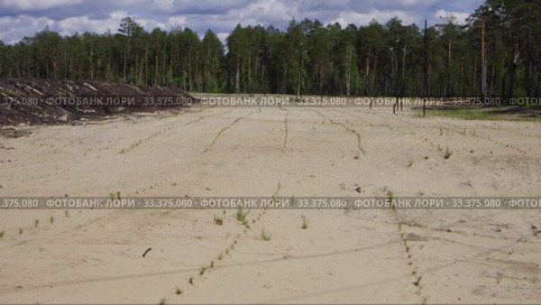 Рекультивация участка добычи нефти. Посадка саженцев сосны. Reclamation of an oil production site. Planting pine seedlings. Стоковое видео, видеограф Евгений Романов / Фотобанк Лори