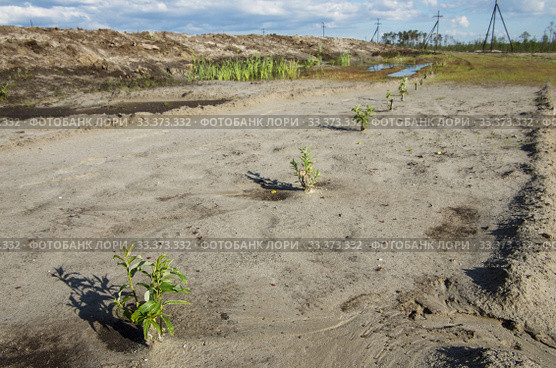 Рекультивация участка нефтедобычи. Высадка саженцев ивы. Reclamation of an oil production site. Planting willow seedlings. Стоковое фото, фотограф Евгений Романов / Фотобанк Лори