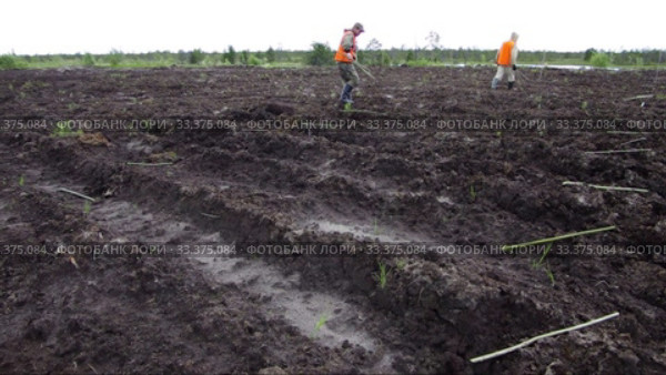 Рекультивация участка нефтедобычи. Высадка саженцев ивы. Reclamation of an oil production site. Planting willow seedlings. (2015 год). Редакционное видео, видеограф Евгений Романов / Фотобанк Лори