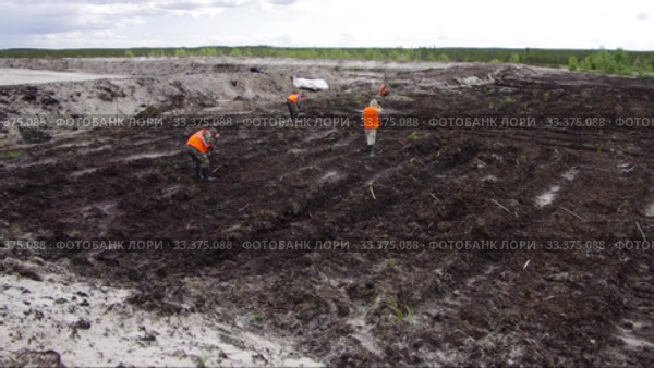 Рекультивация участка нефтедобычи. Высадка саженцев ивы. Reclamation of an oil production site. Planting willow seedlings. Стоковое видео, видеограф Евгений Романов / Фотобанк Лори