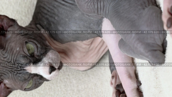 Relaxed mother cat lying, nursing 2 newborn kittens suckling milk. Domestic feline family Sphynx Cat. Стоковое видео, видеограф А. А. Пирагис / Фотобанк Лори