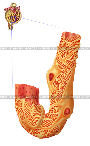 Renal Corpuscle and the filtration membrane. Стоковое фото, фотограф Stocktrek Images, Inc. / ТАСС / Фотобанк Лори