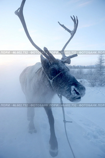 Республика Саха. Северный олень в упряжке. Стоковое фото, фотограф Вадим Скрябин / ТАСС / Фотобанк Лори