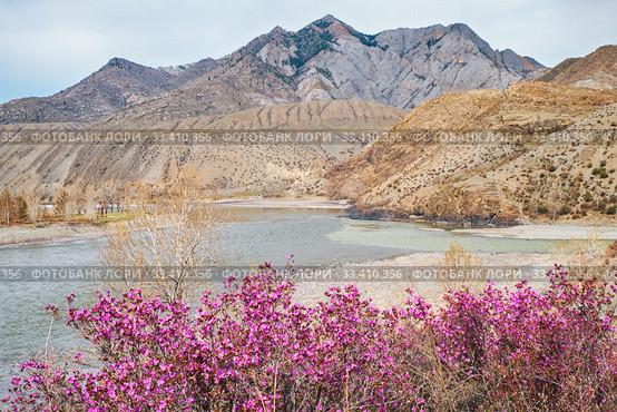 Rhododendron dauricum bushes with flowers (popular names bagulnik, maralnik) with altai river Katun and Chuya on background. Стоковое фото, фотограф Сергей Пристяжнюк (Serg Zastavkin) / Фотобанк Лори