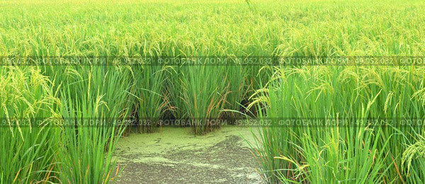 Rice. Spikelet of rice on the background of green leaves. Стоковое фото, агентство Ingram Publishing / Фотобанк Лори