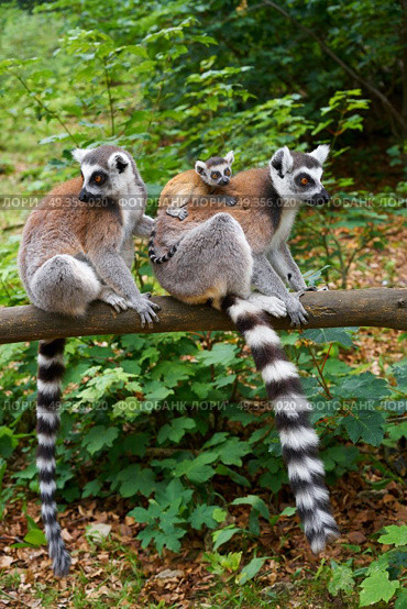 Ring tailed lemurs outdoor forest. Ring tailed lemurs family outdoor forest. Стоковое фото, агентство Ingram Publishing / Фотобанк Лори