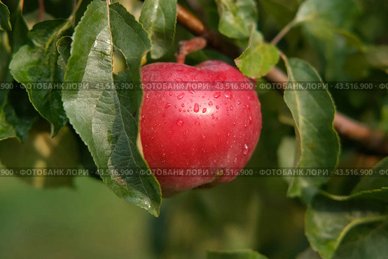 Ripe Apples in the Apple Orchard before Harvesting. Big Red delicious Apples Hanging from a Tree Branch in the Fruit Garden at Fall Harvest. Basket of Apples. Autumn Cloudy Day, Soft Shadow. 4K. Стоковое фото, фотограф Марина Демидюк / Фотобанк Лори