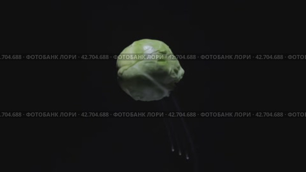 Ripe Brussels sprouts spin on a fork on a dark background. Exquisite cuisine. Close-up shooting. Food shooting. Стоковое видео, видеограф Ярославский Максим / Фотобанк Лори