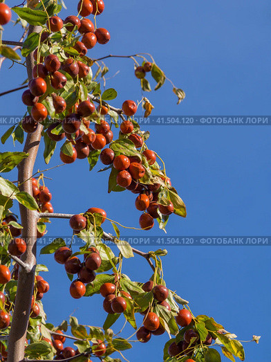 Ripe juicy brown unabi berries (ziziphus, Chinese date) on tree branches against a blue sky background. Стоковое фото, фотограф Александр Кротков / Фотобанк Лори