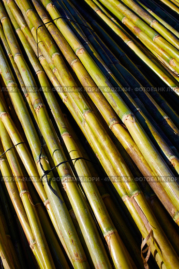 River green cane harvest texture pattern background in Valencia Parc de Turia of Spain. Стоковое фото, агентство Ingram Publishing / Фотобанк Лори