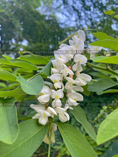 Робиния ложноакациевая (Robinia pseudoacacia) Стоковое фото, фотограф Мария Кылосова / Фотобанк Лори