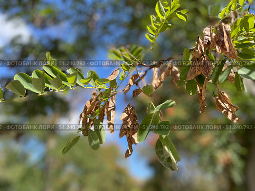 Робиния псевдоакация (Робиния лжеакация, Белая акация, Robinia pseudoacacia), часть ветви с сухими плодами. Стоковое фото, фотограф Щеголева Ольга / Фотобанк Лори