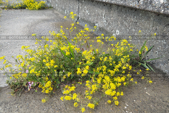 Rocky Alyssum saxatile. One of the most popular carpet perennials. Plant forms a densely overgrown bush 25 cm high. Racemose inflorescences with small fragrant light yellow flowers. Abundant flowering. Стоковое фото, фотограф Юлия Петровская / Фотобанк Лори