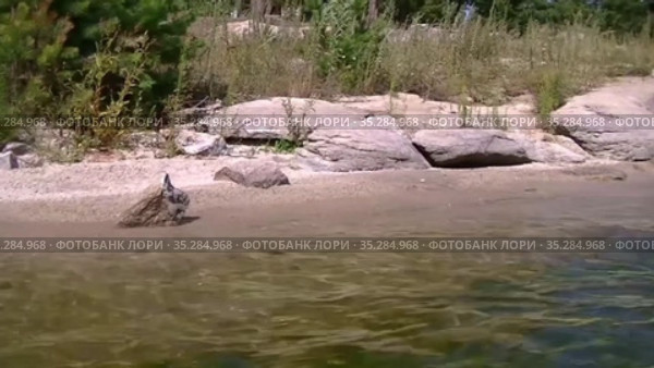 Rocky stone shoreline of the reservoir. Скалистая каменная береговая линия водоёма. неглубокая чистая прозрачная вода плещется у каменистого берега. Стоковое видео, видеограф Владимир Ушаров / Фотобанк Лори