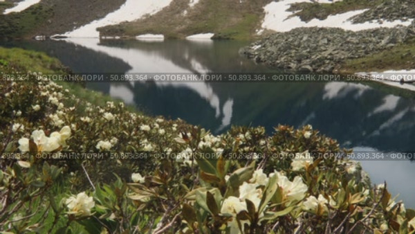 Рододендрон кавказский (Rhododendron caucasicum) на берегу горного озера. Стоковое видео, видеограф Игорь Дашко / Фотобанк Лори