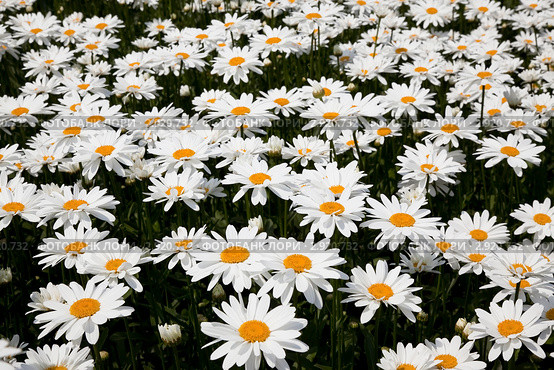 Ромашковое поле - нивяника наибольшего (leucanthemum maximum), в простонародье поповника. Стоковое фото, фотограф Наталья Волкова / Фотобанк Лори