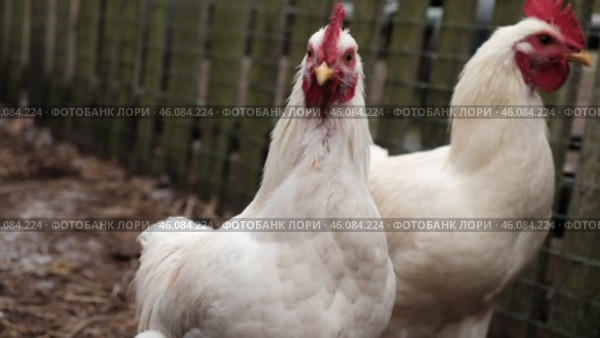 Rooster and white chickens in a homestead foraging feed at Backyard Coop. Brown hen wandering in a farmyard. Breeding livestock animals in agribusiness for free range organic egg and poultry industry. Стоковое видео, видеограф Марина Демидюк / Фотобанк Лори